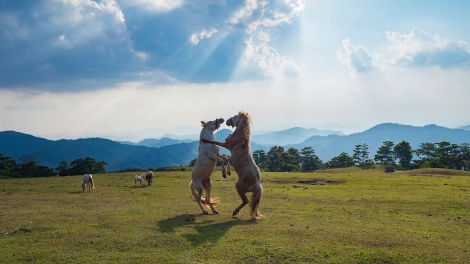 CHƯƠNG TRÌNH KHAY HENG TÀY-NÙNG (Thứ 2, vằn 18 bươn 8 pi 2025)