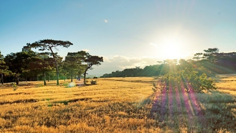 Danak dak sap Cam 29_08_2025