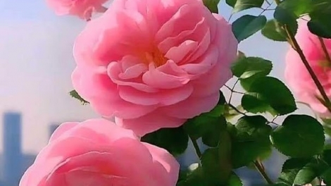 Danak dak sap Cam 16_08_2025