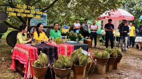 Bí thư xã ta Dak Lak livestream na nê̆ tăch sầu riêng