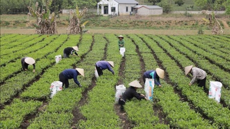 CHÈ CÚA NẶM MƯỜNG LẦU KHAI ĐẢY CHANG NẶM MƯỜNG