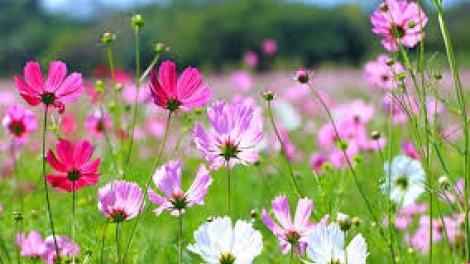 Danak dak sap Cam 11_08_2025