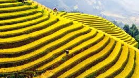 Danak dak sap Cam 22_05_2025