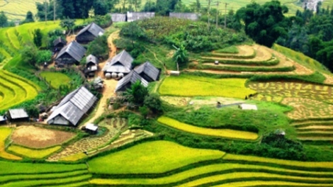 Phai paz nhây phiến