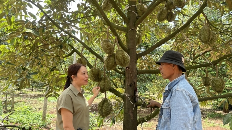 Dak Lak ksiêm dlăng kjăp hnơ̆ng tŭ jăk boh durian mơ̆ng krĭng pla mtam 