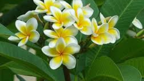 Danak dak sap Cam 04_08_2025