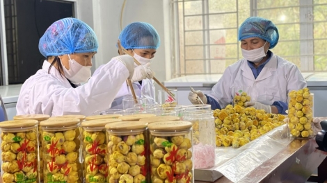 OCOP QUẢNG NINH KHOÁI TÁNG NÈM TÀNG DƯỞNG MẤƯ