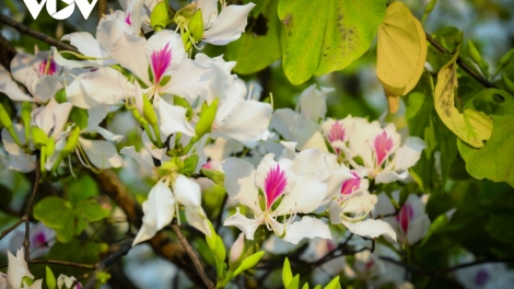 DƯƠNG NGHỊA TRANG LIỆT SỊ TRƯỜNG SƠN