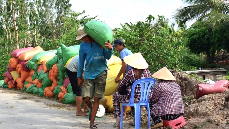 ស្រូវរដូវដើមឆ្នាំធ្លាក់ថ្លៃ ប្រជាកសិករនៅខេត្តកាម៉ាវមិនសប្បាយចិត្ត។