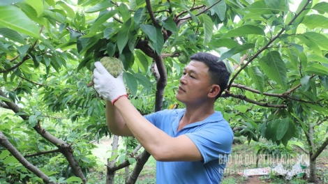 CHÀU MÌ PJOM CHAY CO MÁC NA