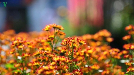 CHƯƠNG TRÌNH KHAY HENG TÀY - NÙNG  (Thứ Năm, vằn xo 02/10/2025)