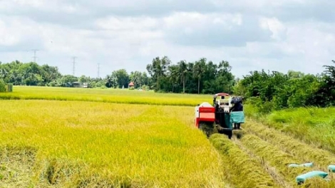 THU TUONG TACEI BA KHIK KARO YAOM PADAI, DAONG URANG NGAK NONG DI BHUM TANERAN KRAONG CUU LONG