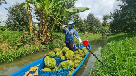 CAN THO PATAOM TAME BRUK PAGLAONG ASAR SIAM BAOH DURIAN KA DARAK PASAR BLEI TAME