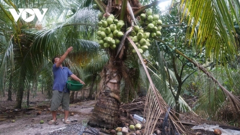 BHUM PANDAP TAMO LI-U HUU CO TAY NINH: YAOM KAOM KA GAH NGAK NONG SAONG YULIT