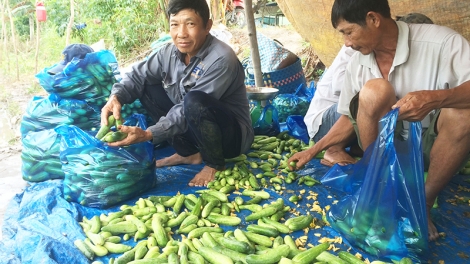 ធ្វើមានពីទម្រង់ដាំបន្លែ-ដំណាំអាហារនៅលើដីស្រែ។