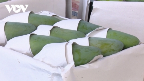 Phai paz nhây phiến