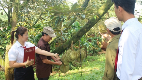 Prăk čan kơmai ƀiă pơtrut mơnuih ngă hmua Dak Lak gir run pơblih
