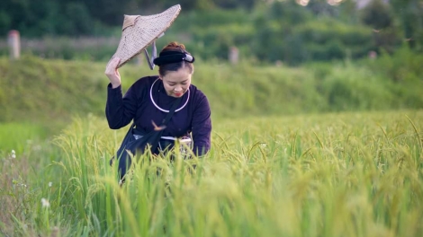 CHƯƠNG TRÌNH KHAY HENG TÀY - NÙNG  (Thứ Bảy- Vằn 16/8/2025)