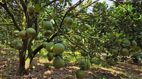 Jang hơdai pơtơlĕch hơnhăk tơmam đơ̆ng choh jang sa tơring groi kông Khánh Hòa yak hơtăih