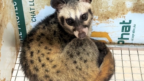 JIEN MEK TAME YAOK RITUH TRIEU DONG MAI MENG RAONG MEJA