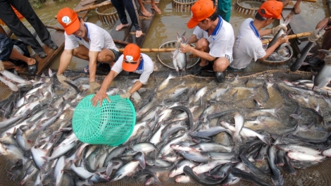 Nôngx mênhx zuôr tsuv pâuz hnuz 23-9-2025