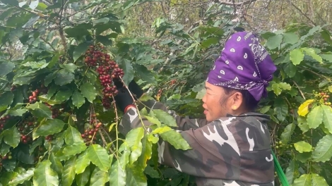 Tzấu cành tzuống miền Sơn La tzấu nhản can khoa học kỹ thuật mải tuz chá
