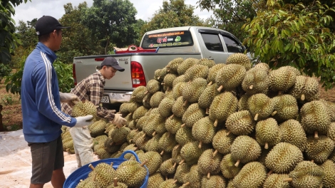 Kàl tơnhào tờm plai sầu riêng càr Dăk Lăk drà kă bro geh sùm 