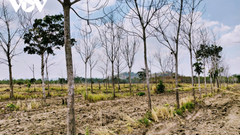 Gia Lai ksiêm dlăng hdră bi mlih bruă pla dliê ba pla ana ksu 