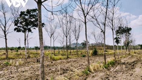 Gia Lai uănh nđôi tay bôk nău kan rgâl neh bri jêng tăm cao su.