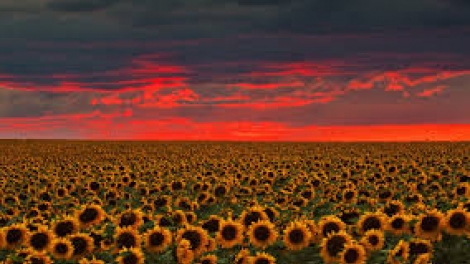 Danak dak sap Cam 11_09_2025