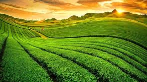 Danak dak sap Cam 16_09_2025