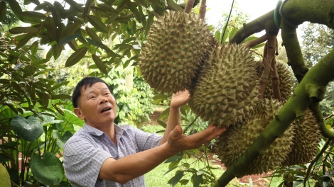 Khay klêh sầu riêng Dak Lak ntŭk tăch đăp mpăn