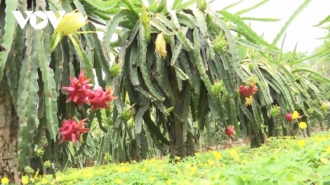 SLI CĂN ĐĂM CHAY NÈM TÀNG DƯỞNG SLÂƯ ĐÂY DÚ SLẢNH SƠN LA