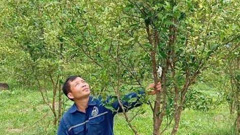 Lần hầu xanh ừu miền hamz tuz tzấu tuz