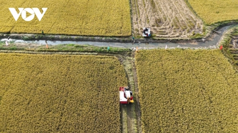 AN GIANG: PATAGOK KARO “MBUK PADAI” BHUM PAK MATA LONG XUYEN