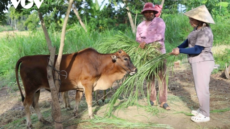 JAK JENG MENG DANAK DAK DAONG LIMO MENEK BREI KA BAOH SANG KAN KANDAH DI GIA LAI
