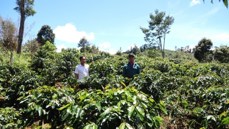 Kaphê tơring tơngiĕt pơm jơk ƀlik tơring groi kông dêh char Quảng Ngãi