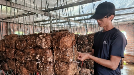 Cheăng mơdâ pêt kơxêt a cheăm Krông Ana, kong pơlê Dak Lak