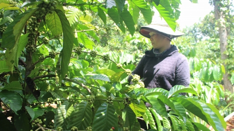 Pêt kơphế tiô troăng hưh cơ