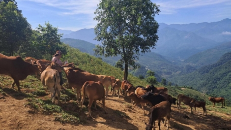 Nôngx mênhx zuôr tsuv pâuz hnuz 28-102-25