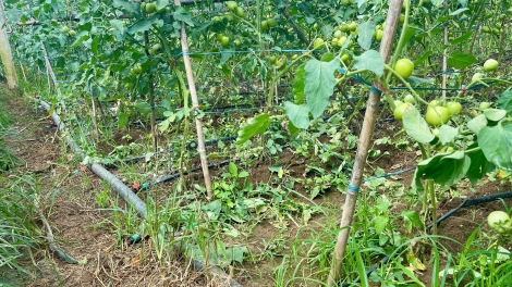 Tsaz yênhx nta suôz luk Hmôngz hnuz xiêz 06-10-2025