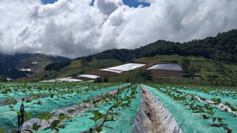 Tsaz yênhx nta suôz luk Hmôngz hnuz 29-10-2025