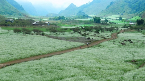 Phai paz nhây phiến