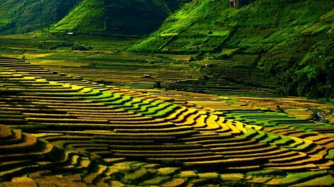 Phai paz nhây phiến