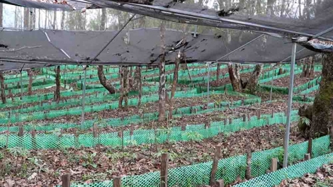 Xor xưv faz Baz hnuz 24-10-2025