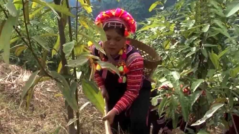 Chương trình phát thanh quam Tay, thứ 6 mự 03 căm bườn 10 pì 2025