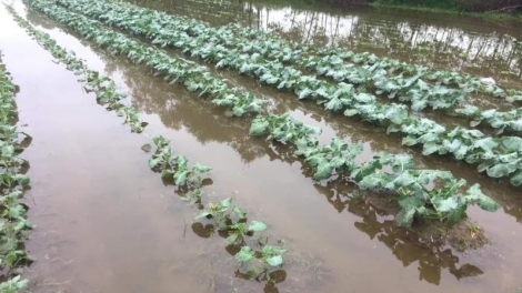 Cấu cành tzuống gang lổ diáo quýa