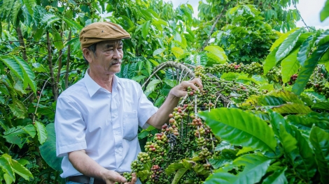 Tơƀrê ing túa pêt kơphế “Roăng xiâm loăng - roăng kối rơmôe”