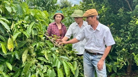 Cồng nha bơh broă lơh tơrlòng lài tam kơphê “Uă tờm lời cồng”