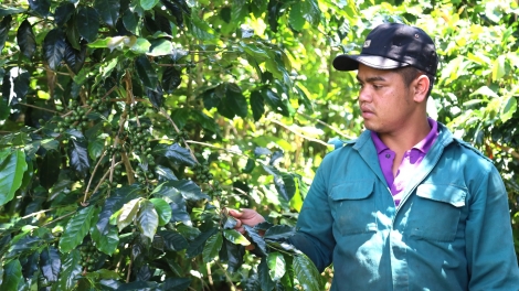 Kơphê ƀơi kual lŏn ayuh hyiăng rơ-ot mơtah mơda gôm čư̆ siăng Quảng Ngãi